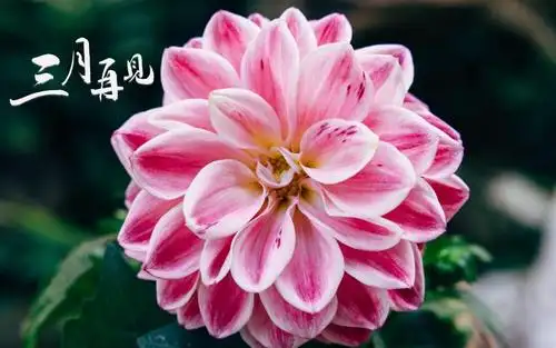 2021年告别三月主题图,高清壁纸图片,非主流-回车桌面