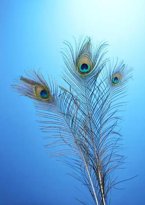 蓝色背景上的孔雀羽毛