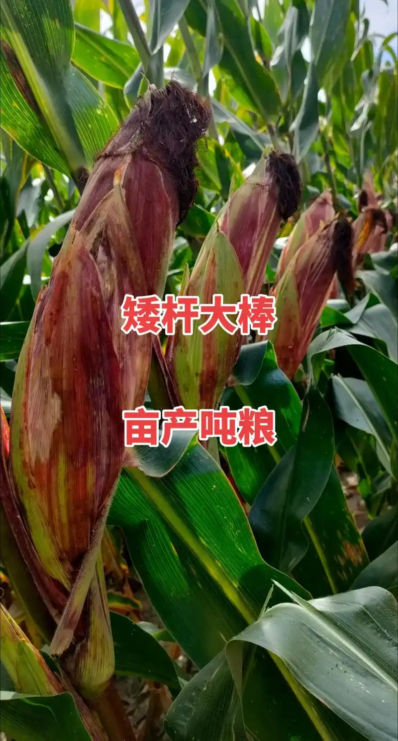 最新国审高产玉米种子 #紫根紫杆高产大棒 #矮杆大棒玉米种 - 兑趑