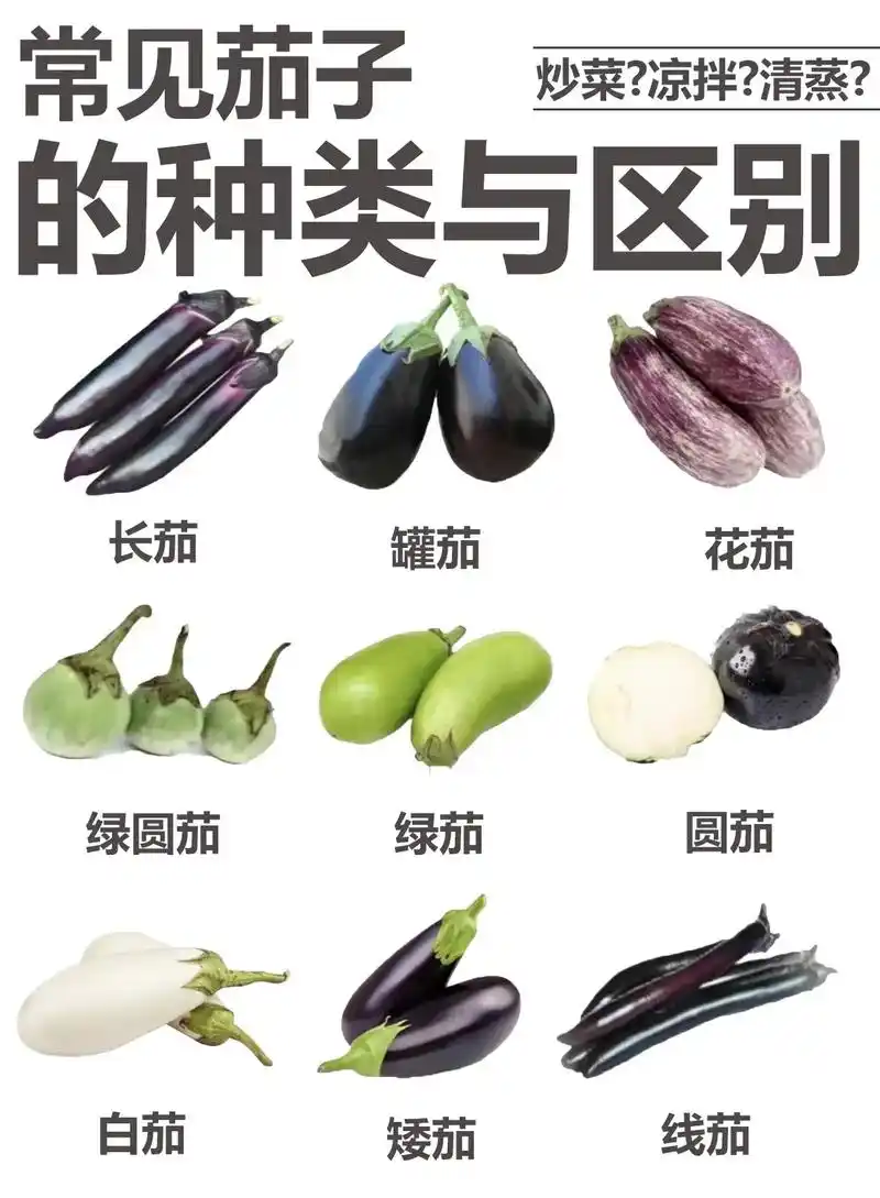常见茄子的种类与区别