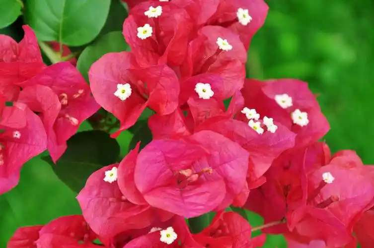 花朵美图|火红的鸡冠花,一串红,火棘,鸿运当头合集100张