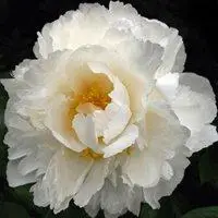 白牡丹花头像图片大全 白色牡丹花唯美头像_微信头像图片大全