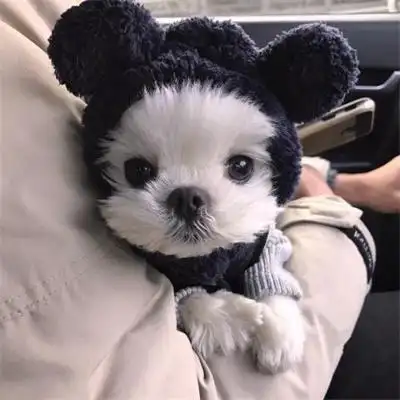 蠢萌可爱的狗狗头像图片