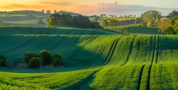 由初升太阳的第一缕光芒照亮的年轻绿色谷物春季的高分辨率全景图照片