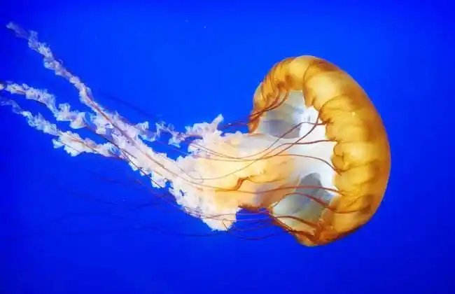 水母的天敌是什么