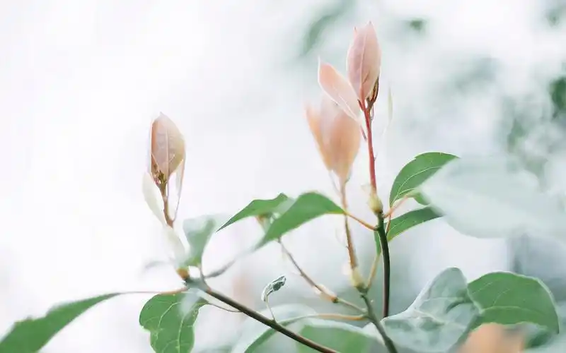 小清新简约风景图片桌面壁纸