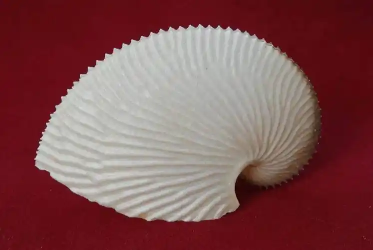 小贝壳大世界珍稀贝壳线上微展览