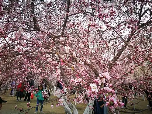 春色满园,桃花满天飞,人在桃花园,心随桃花美