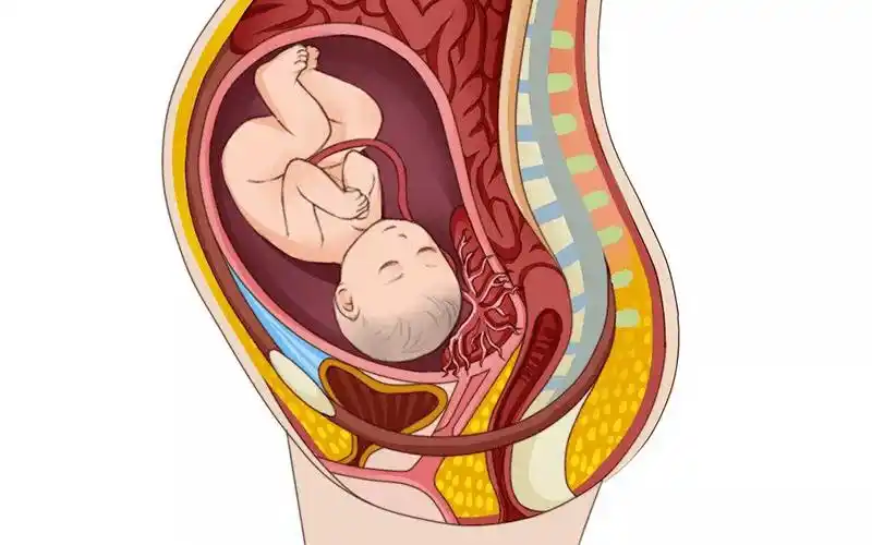 前置胎盘的危险系数大对胎儿母体的危害不可测