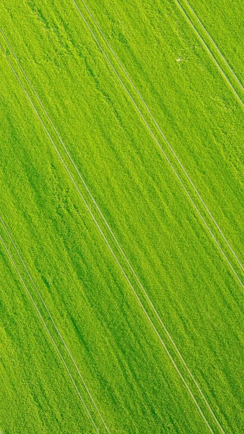 32张绿色养眼微信700聊天背景图片大全决定其中一些头