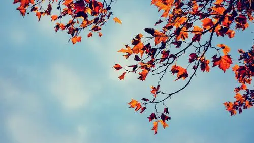 简约植物锁屏高清电脑桌面壁纸,植物壁纸,唯美,大自然,高清,清新,自然