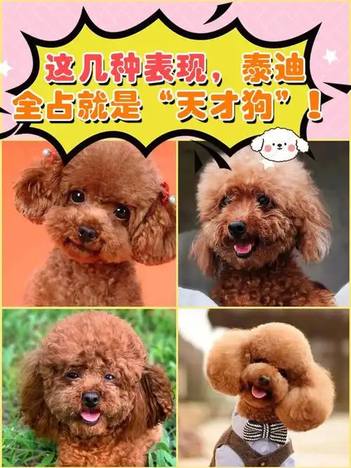 97这几个表现泰迪全占,说明是"天才狗"