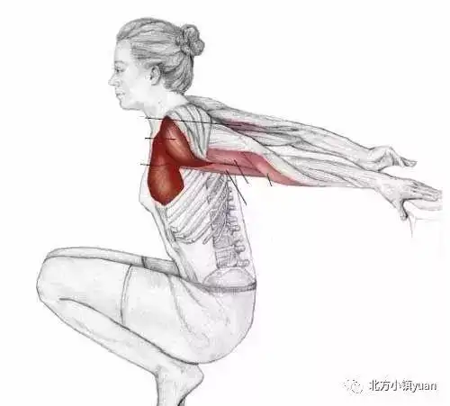 肌肉拉伸第十期 — 肱二头肌