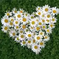 2020年幸运好运花头像_微信头像图片大全