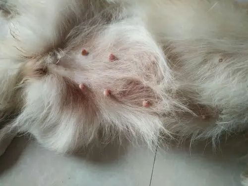 狗狗大概怀孕几周啊