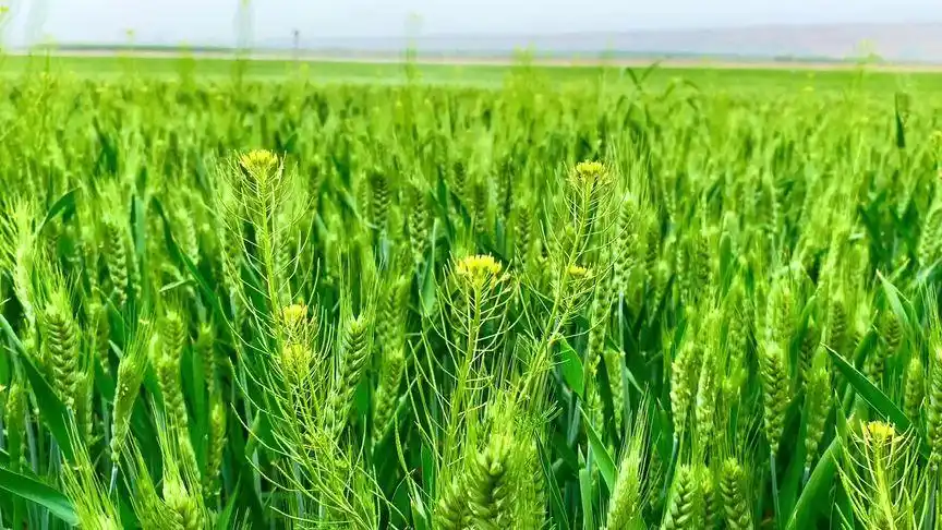 绿油油的麦田 #播种希望 春已去,夏将至.大地一片绿