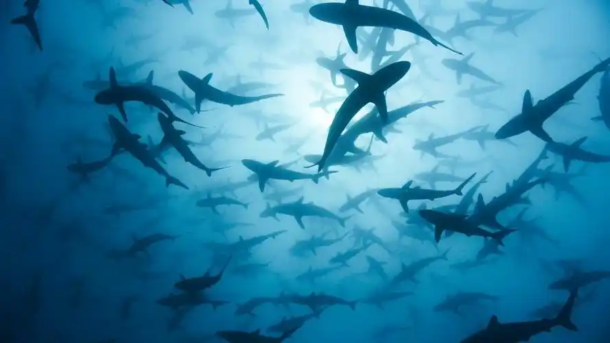 电脑ipad壁纸|ipad|壁纸|电脑_新浪新闻