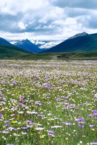 怎么拍都是风景草原格桑花正艳出行正当时不过需谨慎