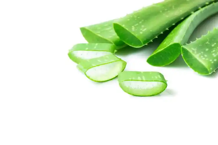 芦荟美容图片