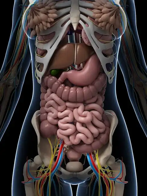 人体器官 - 内脏 - 欣贵人 - 集美阁