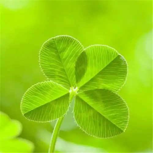 高清能带来好运的微信头像大全2021图片