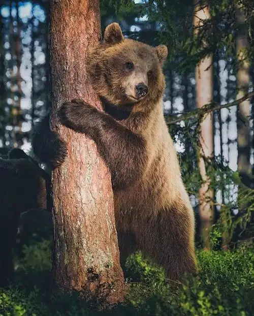 太可爱了吧!他镜头下的狗熊都开始卖萌了