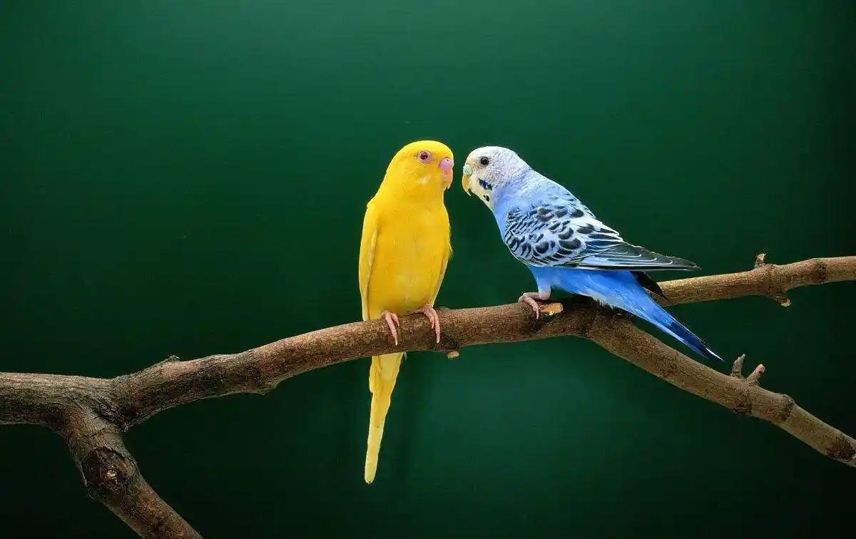 各种虎皮鹦鹉的变种即进入前所未有的多样性,共有上千种的变种,再加上