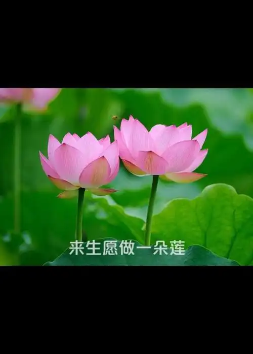 93来生,愿做一朵莲,开在佛前,无惊无扰.  早安朋友圈93