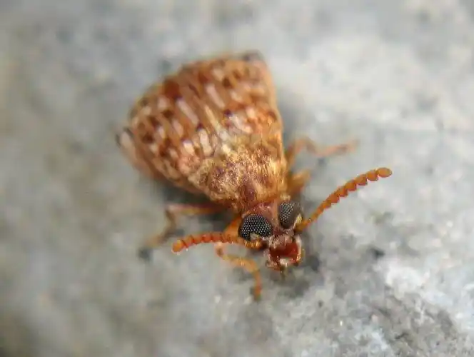 p>豆象科(bruchidae;bruchid),英文俗称 seed beetles.