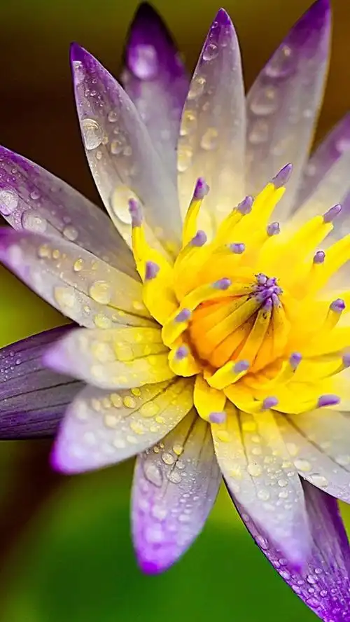 莲花,花瓣,水滴 iphone桌布