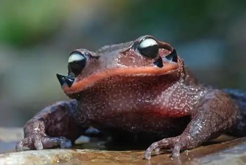 雷公山国家级自然保护区已监测到国家保护野生动物18种