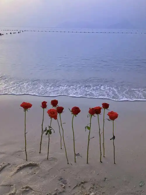 我好难过照片很假吗玫瑰与海海上生花