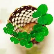 幸运草头像图片大全【点击鼠标右键下载】