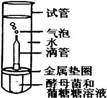 某兴趣小组在室温下进行了酵母菌无氧呼吸的探究实验(如图).