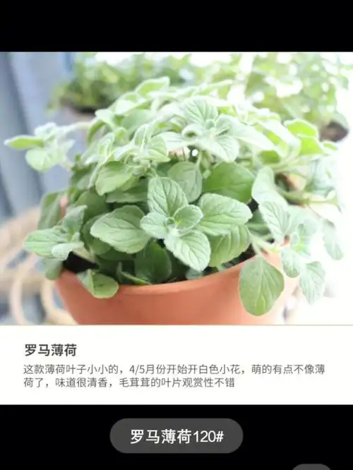原来薄荷有那么多品种