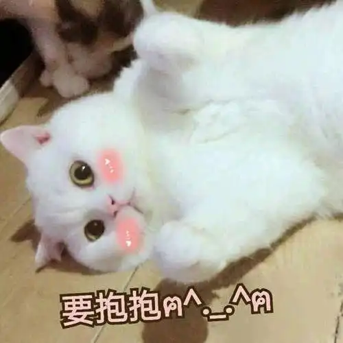 猫咪gif喵星人gif要抱抱gif撒娇gif搞笑gif可爱gif