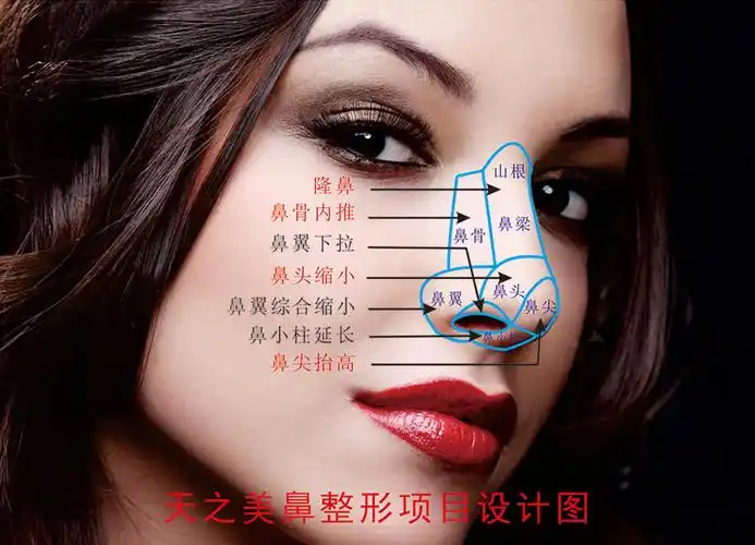 鼻亚单位分区设计图