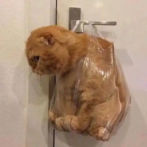 闺蜜头像猫猫沙雕