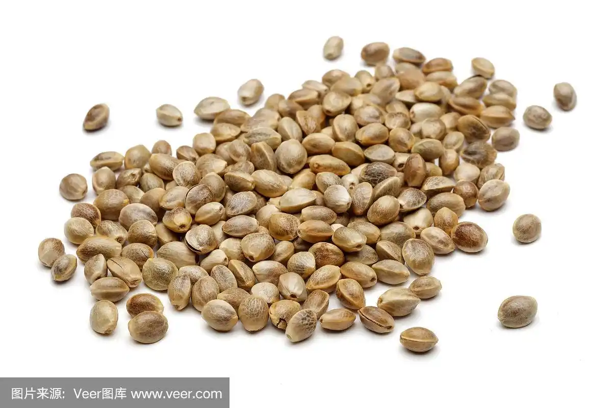一堆干大麻种子孤立在白色