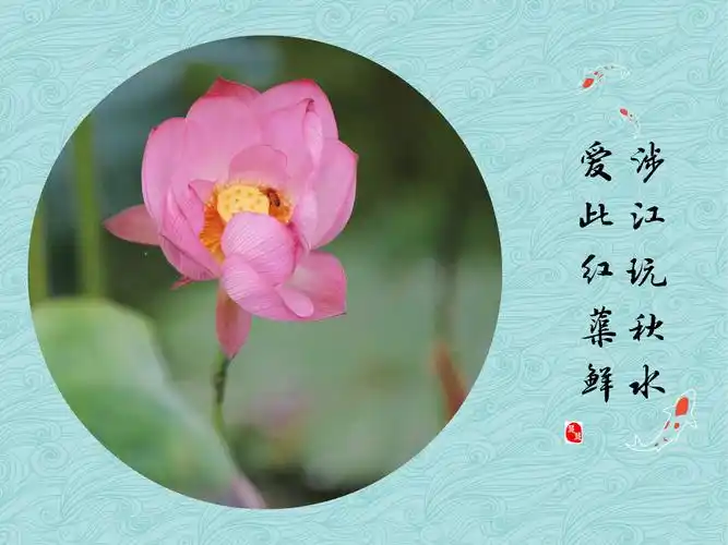 心如莲花静静开