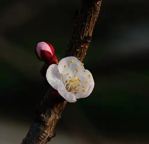 上庄春美,杏花满天