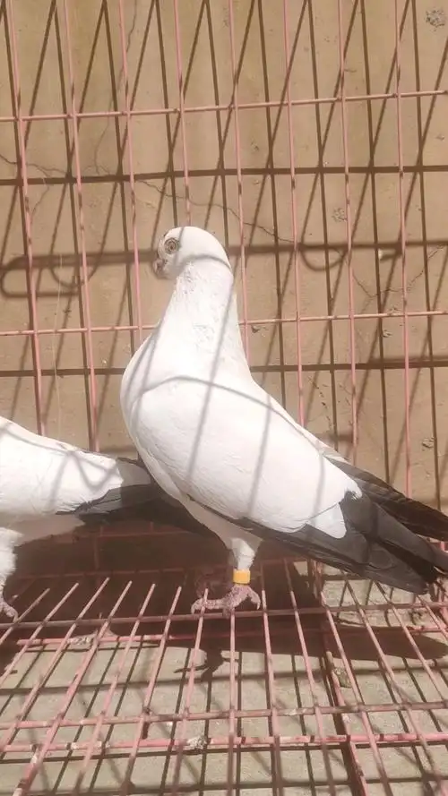 鸽魔#漂亮的铁翅点子种鸽.-度小视