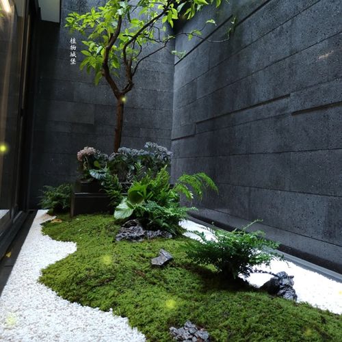 永生苔藓大灰藓装饰画植物墙仿真永生花青苔盆景室内枯山水造景