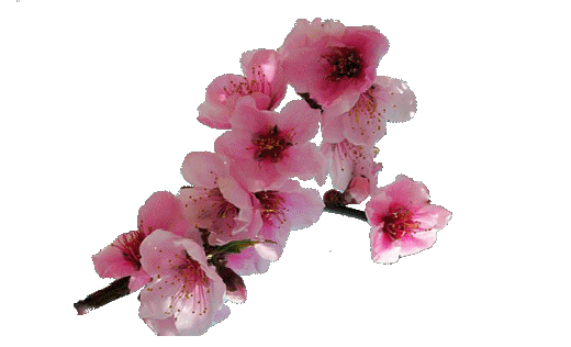 【gif抠图】透明花草素材3