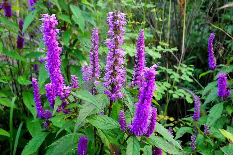 本季主打花:木本香薷叶子有薄荷-米拉拉的夏天