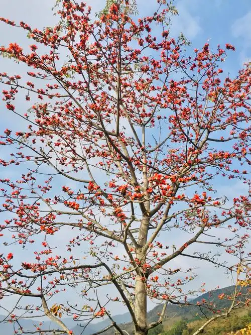 是木棉科,木棉属落叶大乔木,树皮灰白色,幼树的树干通常有圆锥状荡种