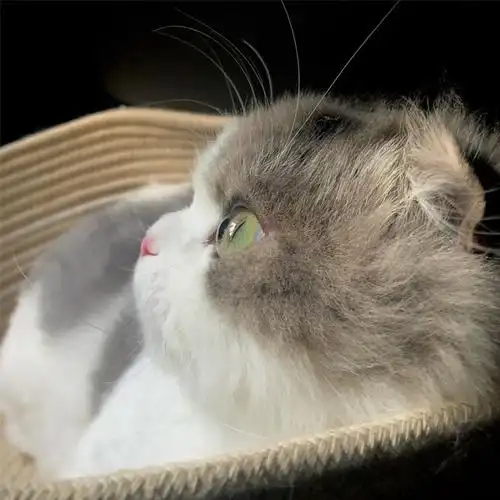 微信头像超萌可爱小猫咪