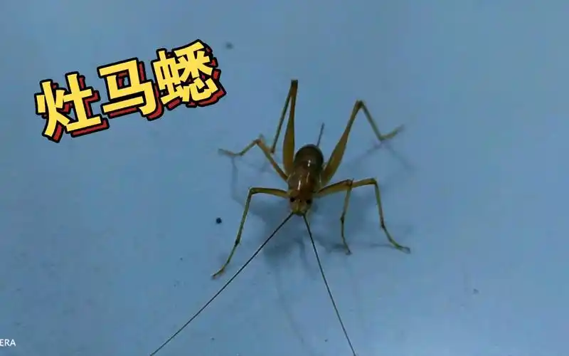 【发热门诊生物】新发现灶马蟋1只