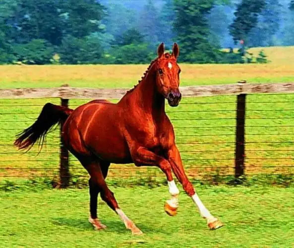 我收藏的百幅骏马图(二)