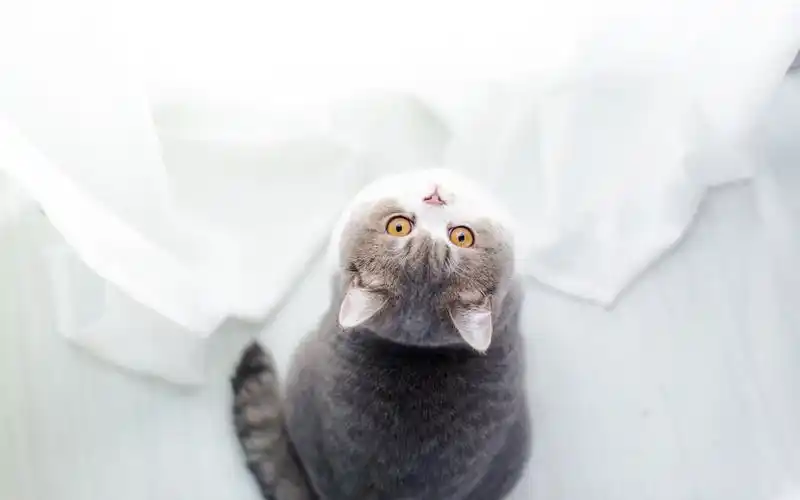 清新呆萌猫咪壁纸_胖乎乎的可爱小猫咪